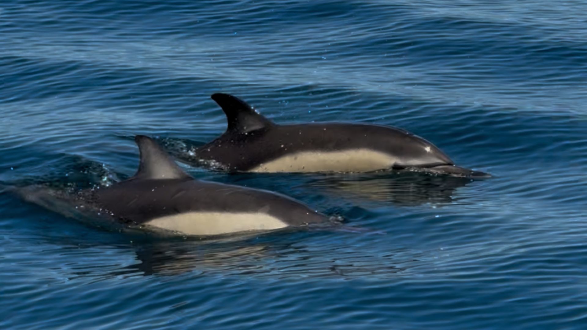 Explore Océan dauphins