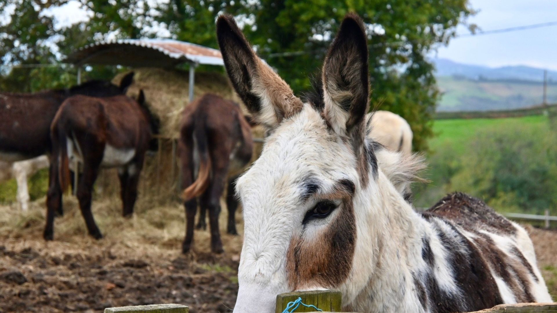 La ferme de l’Asinerie de Pierretoun au cœur du Pays Basque